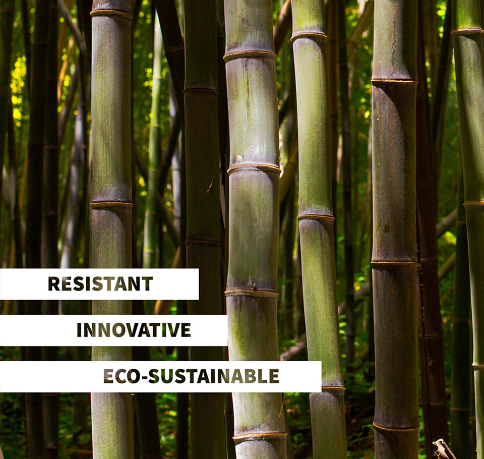 foto foresta bamboo 