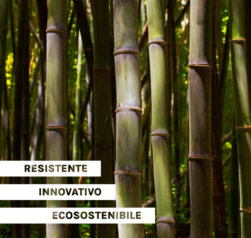 foto foresta bamboo 